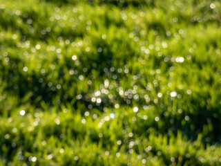Green bokeh effect and purposely blurred view of sunlight throught green leaves. Green, blurry background with shiny bokeh effect
