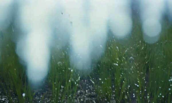 Macro time-lapse shot of shiny melting snow particles turning into liquid water and unveiling green grass and plant sprouts. Change of season from winter to spring in the forest.