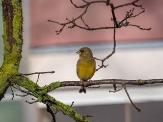 Close-up of the European greenfinch (Chloris chloris) sitting on a tree branch in winter