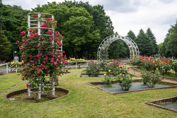 Scenic rose garden with arches at Yoyogi Park in Tokyo, Japan. Roses of red, yellow and white accent the green landscape.