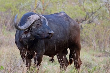 Obraz premium Buffalo