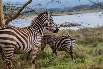 Zebras in the wild