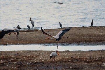 Yellow-billed stork