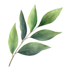 Fototapeta premium Watercolor illustration of green leafy branch with long slender leaves for botanical prints natural packaging and minimalist design projects