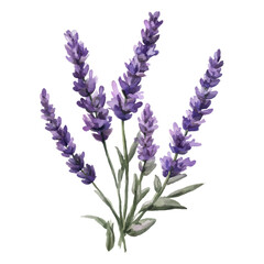Watercolor illustration of purple lavender flowers with green leaves for natural themed designs botanical art and decorative prints © Cetin