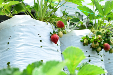 Close Up Hanging Strawberry Plant inside the White Bag in the Morning