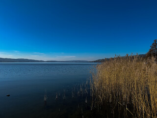 See Ufer mit Schilf und Bäumen im Frühling