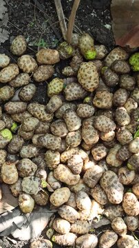 rotting noni on the bush
