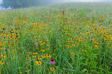 Summer landscape of a wildflower meadow of black-eyed susans and purple coneflowers in fog, Michigan, USA