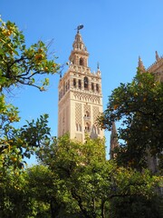 Giralda Tower Seville Cathedral. Gothic cathedral among orange trees sunny day. Andalusia, Spain