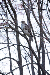 Hawk half turned head