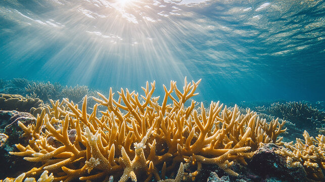 Coral reefs struggle to thrive as rising ocean acidification disrupts their growth