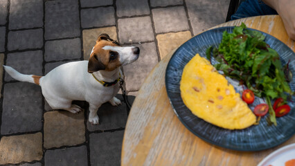 Jack Russell begging the owner in a street cafe. Woman having breakfast in dog friendly outdoor...