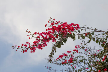 Vibrant pink bougainvillea blossoms arch gracefully against a cloudy sky, adding a splash of color to the serene backdrop.