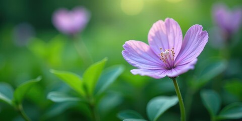 Fototapeta premium A Delicate Light Pink Flower in a Lush Green Garden, Basking in the Soft Glow of Sunlight