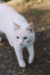 Blue eyed cat