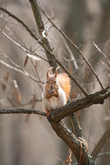 A squirrel sits on a tree branch in a forest, munching on a nut. The background features bare branches, indicating a late autumn or early winter setting