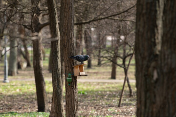 Naklejka premium A black bird is perched on a small wooden birdhouse attached to a tree in a peaceful park. The surrounding area features bare trees and fresh greenery, indicating the arrival of spring
