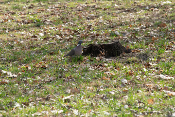 A bird pecks the ground near a tree stump surrounded by fallen leaves. The grassy area is illuminated by soft sunlight, creating a peaceful atmosphere
