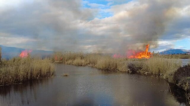 Reeds burned in the lake fire. Environmental disaster. G&ouml;lhisar Lake, Burdur, Turkey.