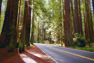 Road through Avenue of the Giants, Redwood National Park, California, USA