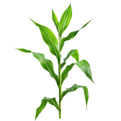 Young Corn Plant with Green Leaves. (1)