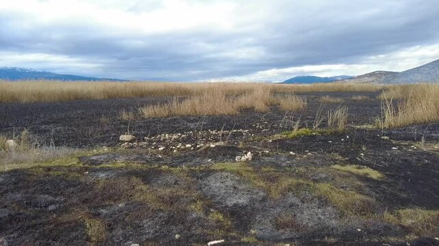 Burnt reeds in a wetland. Environmental disaster.
