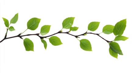 Obraz premium Branch with Fresh Green Leaves on White Background for Design Use