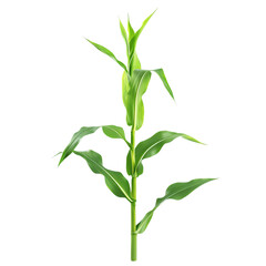 Fototapeta premium Young Corn Plant with Field Growth.