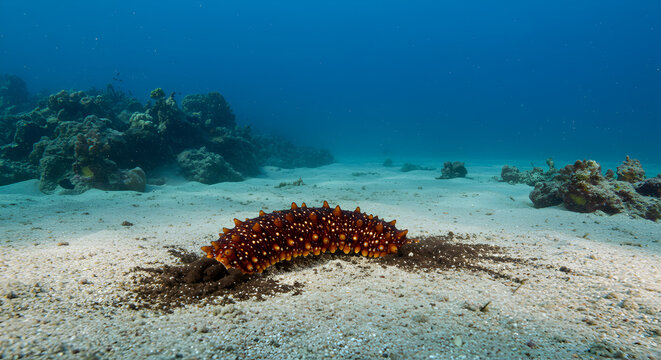 Sea cucumber's vital role: recycling nutrients on the seabed environment ecosystem