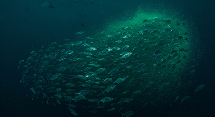 Captivating School of Fish Displaying Evasive Maneuvers in the Deep Ocean Waters