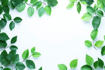 Arrangement of Fresh Green Leaves on White Background Creates Natural Border