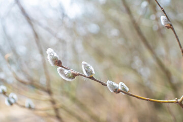 water drops on willow branches on a blurred background of a park