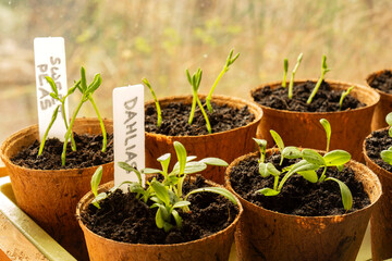 Dahlia and sweet pea seedlings growing in eco fibre pots indoors against a window in early morning light.