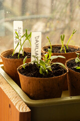 Dahlia and sweet pea seedlings growing in eco fibre pots indoors against a window in early morning light.
