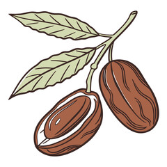 Dried fruits illustration featuring two seeds on a branch  