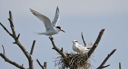 Fairy tern family nesting on weathered branches against a pale sky backdrop
