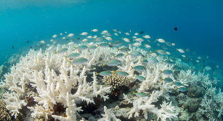 Fish gracefully swim above bleached coral in a vibrant ocean ecosystem