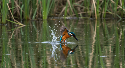 Fototapeta premium Kingfisher's precision dive: A burst of vibrant color in wetland habitat hunting for prey