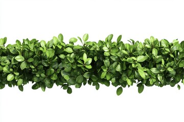 Fototapeta premium Close up of a dense green plant with small round leaves against a white background in horizontal format