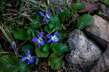 Fragrant violet, Viola odorata, rivina, near stones, blue delicate flowers, white middle, , bright, green leaves, blooming, grass, weeds, fallen leaves, macro, close-up, forest, early spring, park, 