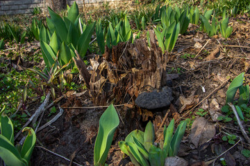 black mushroom, chaga, grows on a stump, old, rotten, green leaves tulips, early spring, park, nature, garden