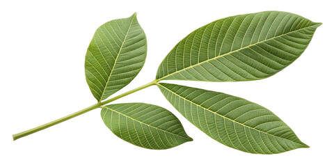 Obraz premium green walnut leaves isolated