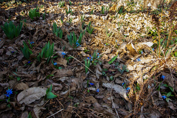 Fragrant violet, Viola odorata, rivina, view from afar, blue delicate flowers, among fallen leaves, bright, green leaves, blooming, sun, shadows grass, weeds, forest, early spring, park, nature