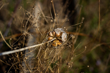 wild garlic, seeds, round heads, long stem, dry, weeds, dark, on the background dry grass, blurred background, early spring, park, nature, garden