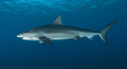 Naklejka premium Magnificent tiger shark swimming in crystal clear ocean waters sunlight gleaming