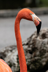 close-up view of a Flamingo, Florida