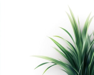 Green Leaves Plant on White Background for Botanical Decoration Design