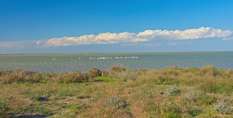 wetland landscape in the Camargue near Saintes Maries de la Mer in south France © alexbuess