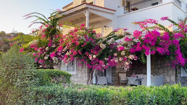 Beautiful pink and white begonville flowers on traditional summer house. Mediterranean plants in the garden.